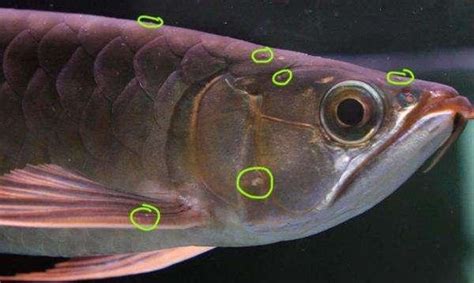 龍魚死了怎麼處理